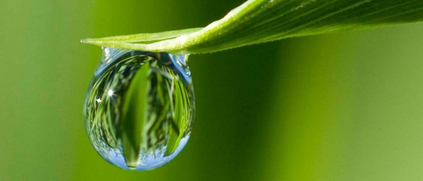 water-drop-leaf-header